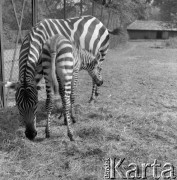 1976, Warszawa, Polska.
Zebry w Ogrodzie Zoologicznym.
Fot. Irena Jarosińska, zbiory Ośrodka KARTA