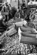 Październik 1978, Polska
Jesienne plony, kobiety przebierające cebulę.
Fot. Jarosław Tarań, zbiory Ośrodka KARTA [78-105]