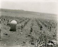 1928, prowincja Misiones, Argentyna.
Uprawy.
Fot. Stanisław Pyzik, zbiory Biblioteki Polskiej im. Ignacego Domeyki w Buenos Aires (Biblioteca Polaca Ignacio Domeyko)