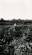 1928, Misiones, Argentyna
Polski osadnik przy pracy
Fot. Stanisław Pyzik, Biblioteka Polska im. Ignacego Domeyki