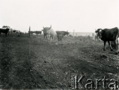 1928, Misiones, Argentyna
Hodowla krów
Fot. Stanisław Pyzik, Biblioteka Polska im. Ignacego Domeyki