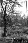 Po 1945, Francja.
Las. Fotografia wykonana przez Marię Świeczewską lub jej męża Karola. Oboje po wojnie wyemigrowali do Argentyny. Małżeństwo przyjaźniło się z pisarzem Witoldem Gombrowiczem.
Fot. NN, kolekcja Marii Świeczewskiej-Wańke, zbiory Biblioteki Polskiej im. Ignacego Domeyki w Buenos Aires (Biblioteca Polaca Ignacio Domeyko), reprodukcje cyfrowe w Ośrodku KARTA w Warszawie