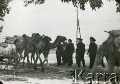 Kwiecień 1940, Marakesz, Maroko.
Piloci Polskich Sił Powietrznych z wielbłądami.
Fot. NN, akta kapitana Józefa Filipowicza, zbiory  Archiwum Ojców Franciszkanów w Polskiej Misji Katolickiej w Martin Coronado, reprodukcje cyfrowe w Bibliotece Polskiej im. Ignacego Domeyki w Buenos Aires (Biblioteca Polaca Ignacio Domeyko) i w Ośrodku KARTA w Warszawie