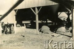 Lata 40., Wanda, Misiones, Argentyna.
Suszarnia yerby.
Fot. NN, zbiory Stowarzyszenia Polsko-Argentyńskiego w Wandzie, reprodukcje cyfrowe w  Bibliotece Polskiej im. Ignacego Domeyki w Buenos Aires (Biblioteca Polaca Ignacio Domeyko) i w Ośrodku KARTA w Warszawie