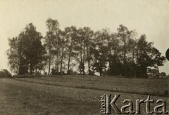 Lata 20., Polska.
Leśny zagajnik.
Fot. z albumu porucznika Jana Obłoczyńskiego z Batalionu Chemicznego WP, zbiory Ośrodka KARTA, przekazała Jolanta Wolszczynin.