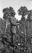 21.10.1937, Drohiczówka, Polska.
Prace w winnicy – obcinanie winorośli.
Fot. Anna Wielowieyska, udostępniła Maria Wielowieyska, reprodukcje cyfrowe w  Bibliotece Polskiej im. Ignacego Domeyki w Buenos Aires (Biblioteca Polaca Ignacio Domeyko) i w Ośrodku KARTA w Warszawie
