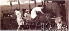 Lata 40., Apostoles, Misiones, Argentyna.
Agata Szeliga - najmłodsza córka Marta Kucy Szeliga - doi krowę.
Fot. NN, zbiory Asociación Polaca de Posadas, udostępniła Fabiana Śniechowski, reprodukcje cyfrowe w Bibliotece Polskiej im. Ignacego Domeyki w Buenos Aires (Biblioteca Polaca Ignacio Domeyko) i w Ośrodku KARTA w Warszawie