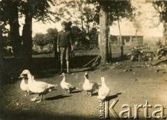 Lata 30.,Tres Capones, Misiones, Argentyna.
Gęsi w obejściu gospodarstwa rodziny Raczkowskich.
Fot. NN, zbiory Józefy Raczkowski z d. Dwojak, kopie cyfrowe w Bibliotece Polskiej im. Ignacego Domeyki w Buenos Aires (Biblioteca Polaca Ignacio Domeyko) i w Ośrodku KARTA w Warszawie 

