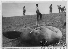 1962, Comodoro Rivadavia, prowincja Chubut, Argentyna.
Plaża, samogłów (pez luna) - ryba wyrzucona przez ocean.
Fot. NN, zbiory Enrique Koprowskiego, reprodukcje cyfrowe w Bibliotece Polskiej im. Ignacego Domeyki w Buenos Aires (Biblioteca Polaca Ignacio Domeyko) i w Ośrodku KARTA w Warszawie.