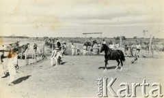 Lata 60., Coronel du Graty, prowincja Chaco, Argentyna.
Znaczenie konia.
Fot. NN, zbiory Wiktorii Błaszczak, reprodukcje cyfrowe w Bibliotece Polskiej im. Ignacego Domeyki w Buenos Aires (Biblioteca Polaca Ignacio Domeyko) i w Ośrodku KARTA w Warszawie.