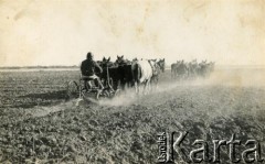 Lata 60., Coronel du Graty, prowincja Chaco, Argentyna.
Orka na polu, na którym później zasiano bawełnę. 
Fot. NN, zbiory Wiktorii Błaszczak, reprodukcje cyfrowe w Bibliotece Polskiej im. Ignacego Domeyki w Buenos Aires (Biblioteca Polaca Ignacio Domeyko) i w Ośrodku KARTA w Warszawie.