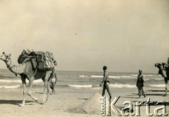 1943, Palestyna.
Żołnierze 3. Karpackiego Szwadronu Żandarmerii 3 Dywizji Strzelców Karpackich z wielbłądami.
Fot. NN, zbiory Silvii Szymuli, reprodukcje cyfrowe w  Bibliotece Polskiej im. Ignacego Domeyki w Buenos Aires (Biblioteca Polaca Ignacio Domeyko) i w Ośrodku KARTA w Warszawie