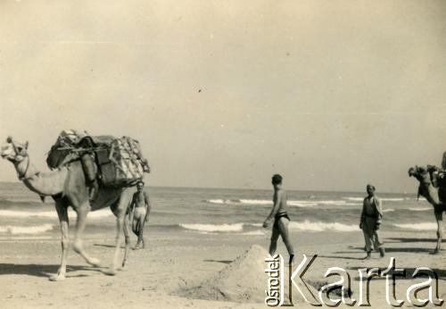 1943, Palestyna.
Żołnierze 3. Karpackiego Szwadronu Żandarmerii 3 Dywizji Strzelców Karpackich z wielbłądami.
Fot. NN, zbiory Silvii Szymuli, reprodukcje cyfrowe w  Bibliotece Polskiej im. Ignacego Domeyki w Buenos Aires (Biblioteca Polaca Ignacio Domeyko) i w Ośrodku KARTA w Warszawie