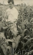 Po 1960, okolice Villa Angela, prowincja Chaco, Argentyna.
Ojciec Kazimierz Prończuk w czasie zbiorów bawełny.
Fot. NN, ze zbiorów Archivo Historico-Central 