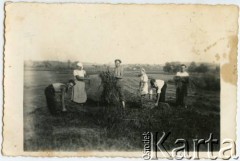 1938, Fedorowiczówka, powiat zbaraski, woj. tarnopolskie, Polska.
Żniwa w gospodarstwie rodziny Konop. Z lewej Stefan Konop z żoną Wiktorią Konop, z domu Marzec. 
Fot. NN, zbiory Ryszarda Konopa, reprodukcje cyfrowe w Ośrodku KARTA w Warszawie i w Instytucie Polskim i Muzeum im. gen. Sikorskiego w Londynie.