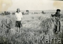 Ok.1935, Polska.
Sianokosy, kobiety na polu, z lewej Wisława Darłak, potem Bernasińska.
Fot. NN, zbiory Joanny i Jacka Bernasińskich, reprodukcje cyfrowe w Ośrodku KARTA w Warszawie i w Instytucie Polskim i Muzeum im. gen. Sikorskiego w Londynie.