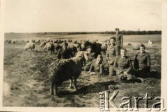 1943, Brytyjski Mandat Palestyny.
Uczennice Szkół Młodszych Ochotniczek na pastwisku owiec.
Fot. NN, zbiory Karoliny Baumgart, reprodukcje cyfrowe w Ośrodku KARTA w Warszawie i w Instytucie Polskim i Muzeum im. gen. Sikorskiego w Londynie.