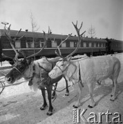 1977, prawdopodobnie Berkakit, Jakucka Autonomiczna Socjalistyczna Republika Radziecka, ZSRR.
Budowa Kolei Amursko-Jakuckiej na odcinku między Tyndą a Berkakit, zwanym Małym BAM (Małą Bajkalsko-Amurską Magistralą Kolejową). Renifery na peronie nowo otwartej stacji.
Fot. Mikołaj Nesterowicz, zbiory Ośrodka KARTA