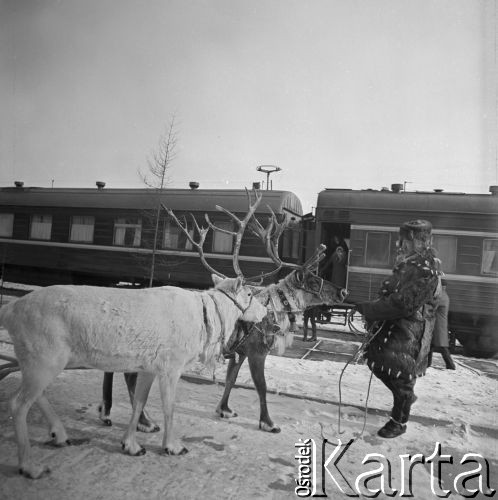 1977, prawdopodobnie Berkakit, Jakucka Autonomiczna Socjalistyczna Republika Radziecka, ZSRR.
Budowa Kolei Amursko-Jakuckiej na odcinku między Tyndą a Berkakit, zwanym Małym BAM (Małą Bajkalsko-Amurską Magistralą Kolejową). Mężczyzna z ludu Sacha przyprowadził renifery na peron nowo otwartej stacji.
Fot. Mikołaj Nesterowicz, zbiory Ośrodka KARTA