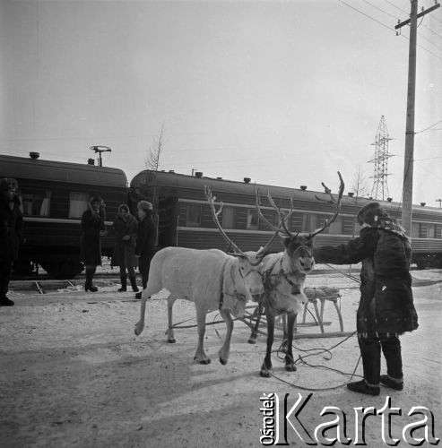 1977, prawdopodobnie Berkakit, Jakucka Autonomiczna Socjalistyczna Republika Radziecka, ZSRR.
Budowa Kolei Amursko-Jakuckiej na odcinku między Tyndą a Berkakit, zwanym Małym BAM (Małą Bajkalsko-Amurską Magistralą Kolejową). Mężczyzna z ludu Sacha przyprowadził renifery na peron nowo otwartej stacji.
Fot. Mikołaj Nesterowicz, zbiory Ośrodka KARTA