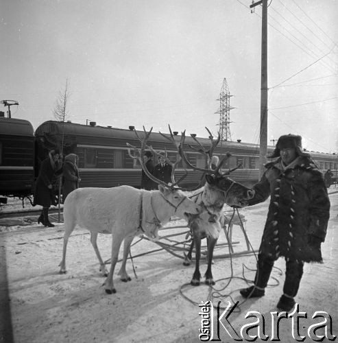 1977, prawdopodobnie Berkakit, Jakucka Autonomiczna Socjalistyczna Republika Radziecka, ZSRR.
Budowa Kolei Amursko-Jakuckiej na odcinku między Tyndą a Berkakit, zwanym Małym BAM (Małą Bajkalsko-Amurską Magistralą Kolejową). Mężczyzna z ludu Sacha przyprowadził renifery na peron nowo otwartej stacji.
Fot. Mikołaj Nesterowicz, zbiory Ośrodka KARTA