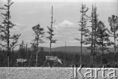 1977, Jakucka Autonomiczna Socjalistyczna Republika Radziecka, ZSRR.
Budowa Kolei Amursko-Jakuckiej na odcinku między Tyndą a Berkakit, zwanym Małym BAM (Małą Bajkalsko-Amurską Magistralą Kolejową). Renifery na skraju tajgi.
Fot. Mikołaj Nesterowicz, zbiory Ośrodka KARTA