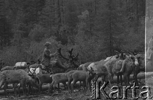 Lata 70., Jakucka Autonomiczna Socjalistyczna Republika Radziecka, RFSRR, ZSRR.
Osada Ewenków. Kobieta ze stadem reniferów.
Fot. Mikołaj Nesterowicz, zbiory Ośrodka KARTA