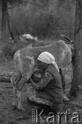 Lata 70., Jakucka Autonomiczna Socjalistyczna Republika Radziecka, RFSRR, ZSRR.
Osada Ewenków. Dojenie renifera.
Fot. Mikołaj Nesterowicz, zbiory Ośrodka KARTA