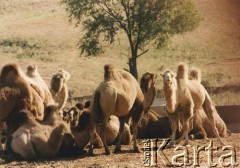 Lata 90., Kazachstan.
Stado baktrianów.
Fot. Mikołaj Nesterowicz, zbiory Ośrodka KARTA