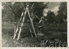 1936, Baryż, woj. tarnopolskie, Polska.
Zbiór jabłek w sadzie w majątku rodziny Świdrygiełło-Świderskich. 
Fot. NN, kolekcja Teresy Somkowicz, reprodukcje cyfrowe w Ośrodku KARTA