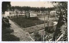 Lata 50. lub 60., Penrhos, Walia, Wielka Brytania.
Ogródki działkowe należące do Polskiego Osiedla dla byłych żołnierzy i ich rodzin.
Fot. NN, kolekcja: Polskie Osiedle w Penrhos, reprodukcje cyfrowe w Ośrodku KARTA