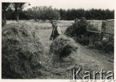 Lata 50. lub 60., Penrhos, Walia, Wielka Brytania.
Rezydent Polskiego Osiedla Jan Woźniak podczas pracy w ogródku działkowym.
Fot. NN, kolekcja: Polskie Osiedle w Penrhos, reprodukcje cyfrowe w Ośrodku KARTA