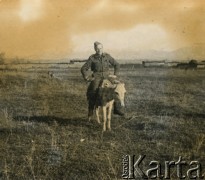 28.03.1942, prawdopodobnie Irak lub Palestyna.
Kolega Stefanii Szponar Czesław, żołnierz Polskich Sił Zbrojnych w ZSRR pozuje do zdjęcia siedząc na krowie.  
Fot. NN, kolekcja Teresy i Andrzeja Zapaśników, reprodukcje cyfrowe w Ośrodku KARTA