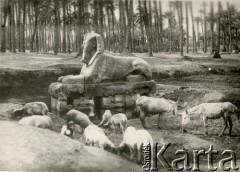 1944, Luxor, Egipt. 
Kozy pasące się w pobliżu posągu starożytnego Sfinksa.
Fot. NN, kolekcja Ireny Wolickiej-Wolszleger, reprodukcje cyfrowe w Ośrodku KARTA