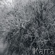 Lata 60., Kraków, Polska.
Remuh - cmentarz żydowski na krakowskim Kazimierzu.
Fot. Marek Zürn, zbiory Fundacji Ośrodka KARTA