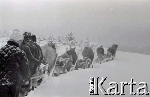Lata 60., Gorce, Polska.
Transport saniami zaopatrzenia do schroniska na Turbaczu.
Fot. Marek Zürn, zbiory Fundacji Ośrodka KARTA