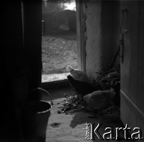 Lata 60., miejsce nieznane, Mazowsze, Polska.
Kury.
Fot. Marek Zürn, zbiory Fundacji Ośrodka KARTA