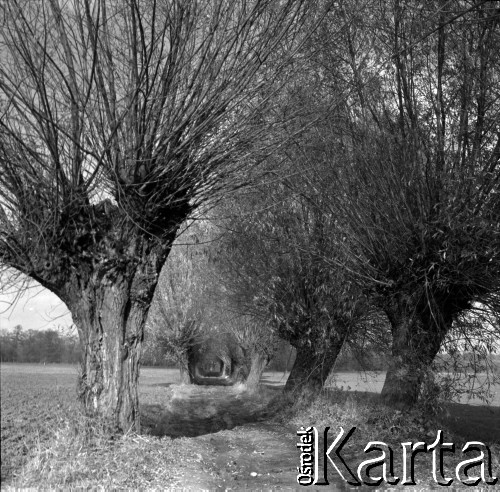 Lata 60., miejsce nieznane, Mazowsze, Polska.
Wierzby przy drodze.
Fot. Marek Zürn, zbiory Fundacji Ośrodka KARTA