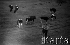 Lata 60., Warszawa (okolice), Polska.
Krowy przy wale przeciwpowodziowym na Wiśle pomiędzy Siekierkami a Górą Kalwarią.
Fot. Marek Zürn, zbiory Fundacji Ośrodka KARTA