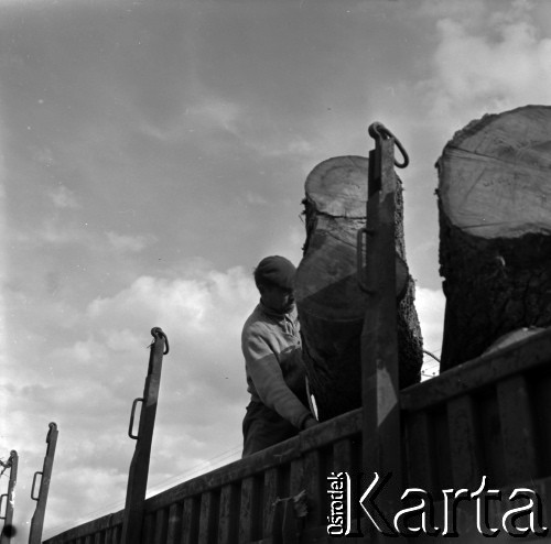 Lata 60., Roztocze, Polska.
Zrzucanie pni drzew (dłużycy) z wagonu.
Fot. Marek Zürn, zbiory Fundacji Ośrodka KARTA