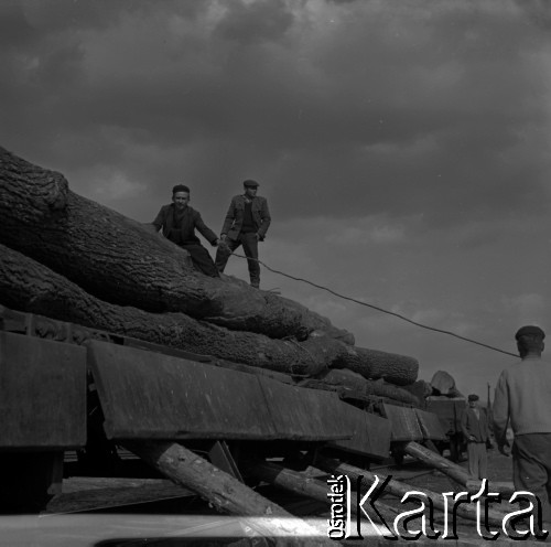 Lata 60., Roztocze, Polska.
Zrzucanie pni drzew (dłużycy) z wagonu.
Fot. Marek Zürn, zbiory Fundacji Ośrodka KARTA