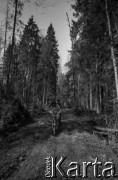 Lata 60., Puszcza Białowieska, Polska.
Uczestnicy wycieczki rowerowej w Puszczy Białowieskiej.
Fot. Marek Zürn, zbiory Fundacji Ośrodka KARTA
