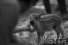 Lata 60., Puszcza Białowieska, Polska.
Młody dzik.
Fot. Marek Zürn, zbiory Fundacji Ośrodka KARTA