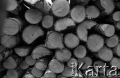 Lata 60., Puszcza Białowieska, Polska.
Pnie drzew wyciętych w Puszczy Białowieskiej.
Fot. Marek Zürn, zbiory Fundacji Ośrodka KARTA