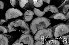 Lata 60., Puszcza Białowieska, Polska.
Pnie drzew wyciętych w Puszczy Białowieskiej.
Fot. Marek Zürn, zbiory Fundacji Ośrodka KARTA