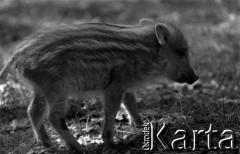 Lata 60., Puszcza Białowieska, Polska.
Młody dzik.
Fot. Marek Zürn, zbiory Fundacji Ośrodka KARTA
