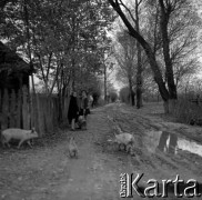 Lata 60., okolice Warszawy, Polska.
Dziewczynki z chlebem i prosiaki na wiejskiej drodze.
Fot. Marek Zürn, zbiory Fundacji Ośrodka KARTA