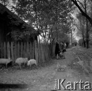 Lata 60., okolice Warszawy, Polska.
Dziewczynki z chlebem i prosiaki na wiejskiej drodze.
Fot. Marek Zürn, zbiory Fundacji Ośrodka KARTA