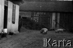 Lata 60., miejsce nieznane, Polska.
Podwórko gospodarstwa wiejskiego.
Fot. Marek Zürn, zbiory Fundacji Ośrodka KARTA