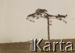 1900-1920, miejsce nieznane.
Drzewo.
Fot. NN, kolekcja rodziny Walińskich, zbiory Fundacji Ośrodka KARTA